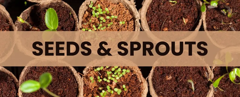 Crop Seeds and Sprouts on ISS