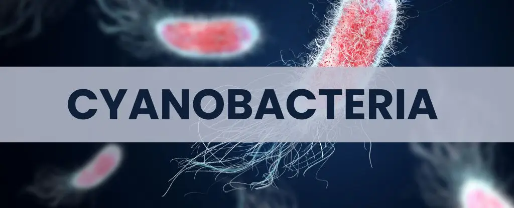Cyanobacteria on ISS