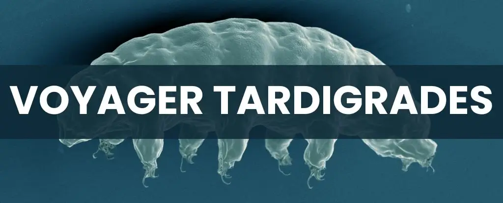 Voyager Tardigrades